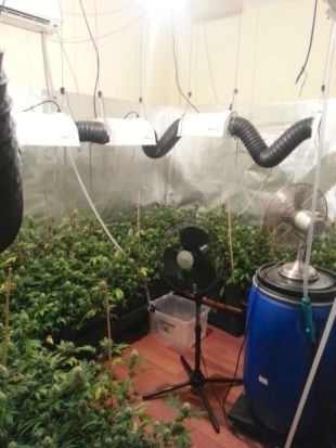 Denuncien dues dones que cultivaven 151 plantes de marihuana en un pis a Girona