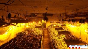 Desmantellat un cultiu amb més de 3.000 plantes de marihuana a Cassà de la Selva