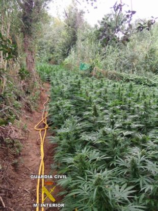 Desmantellen un cultiu amb 1.600 plantes de marihuana a Avinyonet de Puigventós