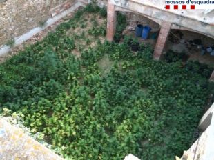 Quatre detinguts per cultivar 850 plantes de marihuana en una casa abandonada de Corçà