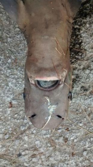 Troben un tauró mort a la Cala Pola de Tossa de Mar