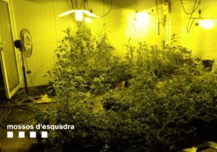 Localitzen 1.115 plantes de marihuana en un garatge de Girona