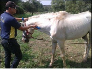 Rescaten un cavall malalt i abandonat que vagava pels carrers de Girona