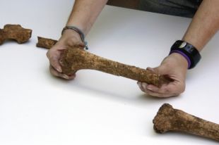 Troben a Serinyà més restes de l'Homo Sapiens més antic de Catalunya