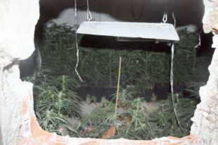 Troben una nova plantació de marihuana en un soterrani al barri de la Font de la Pólvora