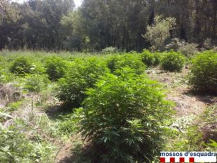 Detingut per escridassar uns mossos de paisà al creure que li volien robar la marihuana