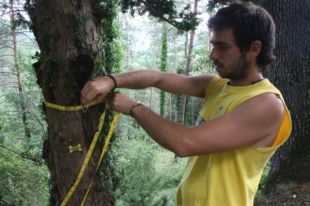 El fong que matava exemplars de teix a l'Alta Garrotxa està controlat