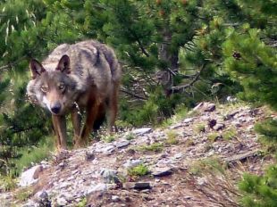 Una família d'excursionistes relata el seu encontre cara a cara amb un llop al Puigmal
