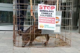 UP porta un senglar a la seu del Govern en protesta per la seva superpoblació
