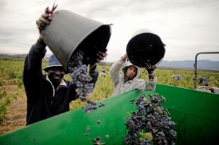 207 vins de la DO Empordà reben les màximes qualificacions a la Guia Peñin