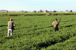 Comença la temporada de caça de petites aus i guineus amb els ulls posats als conills