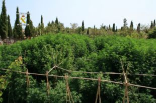 Desmantellades plantacions amb 410 quilos de marihuana a Fortià i Castelló d'Empúries