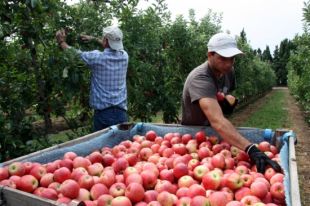 Els productors de pomes gironins no es mostren preocupats pel veto rus