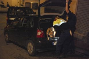 Olfacte policial per descobrir droga, trobar bitllets amagats o localitzar explosius
