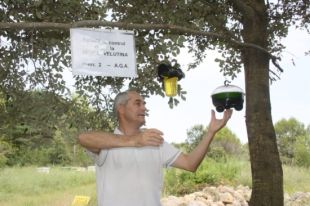 La vespa asiàtica s'estén per les comarques gironines