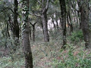 Empleats de La Fageda treballen en la prevenció d'incendis al Parc Natural de la Garrotxa