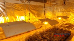 Detenen el cuidador d'un cultiu de marihuana a Sant Sadurní de l'Heura