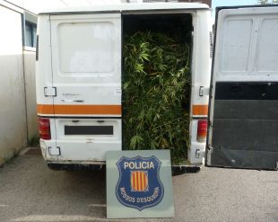 Nou detinguts després d'un tiroteig en una plantació de marihuana a l'Alt Empordà