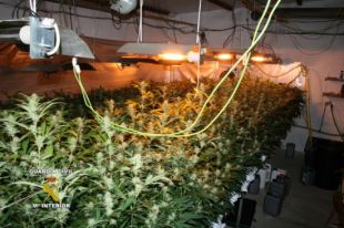 Intervenen mig miler de plantes de marihuana en un habitatge de l´Alt Empordà