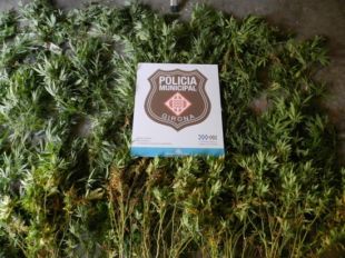 Detenen un veí de Girona que cultivava 73 plantes de marihuana