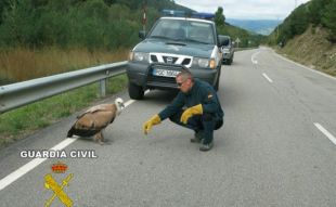 Recuperen un voltor que no podia volar en una carretera d'accés a la Molina