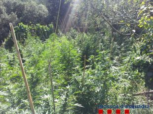 Els mossos comissen 1.200 plantes de marihuana a Albanyà