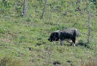Capturen a la Garrotxa porcs senglars creuats amb porcs vietnamites