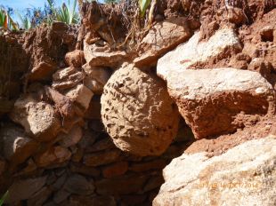 La vespa asiàtica s'estén més enllà de les comarques gironines i detecten nius al Vallès