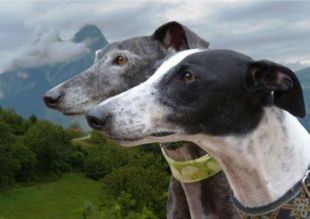 L'associació Galgos 112 salva i troba casa adoptiva per a 330 gossos cada any