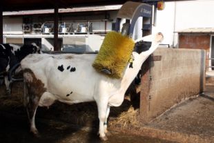 Llet ATO rep el primer certificat AENOR de l'Estat de benestar animal