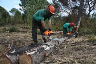 Platen uns 1.400 arbres i eliminen la canya als terrenys de l'incendi de Jafre