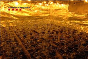 Desmantellen dues plantacions de marihuana en cases de i Riells i Viabrea