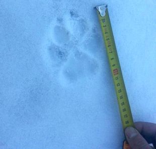 Localitzen al Santuari de Núria possibles petjades de llop a la neu