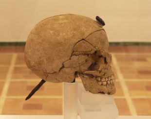 Ullastret exposa els cranis enclavats de l'època iber que es van localitzar al jaciment
