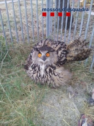 Rescaten un ocell rapinyaire ferit a l'autopista AP-7 a Figueres