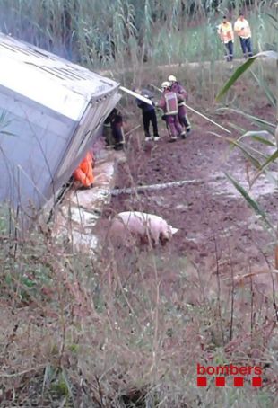 Bolca un camió carregat amb 220 porcs a Ultramort
