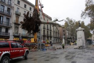 Retiren els dos plataners centenaris afectats per l'esvoranc de la Rambla de Figueres