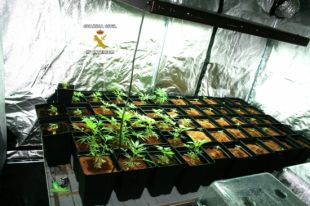 Troben una plantació de marihuana en una discoteca de la Jonquera