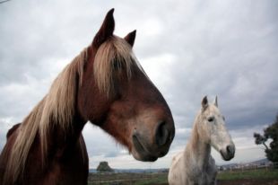 L'Ajuntament de Girona dóna suport a la protectora de cavalls EQUUSOS d'Aiguaviva