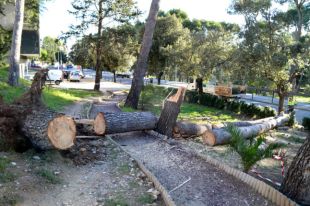La tramuntana fa caure arbres i ensorra part del mur d'una escola a Figueres