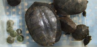 Capturen 90 tortugues exòtiques al riu Ter i a l'Estany de Banyoles