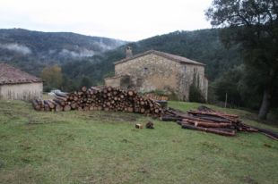 Talen un miler de pins i alzines de la teixeda de la Finca Misaclòs