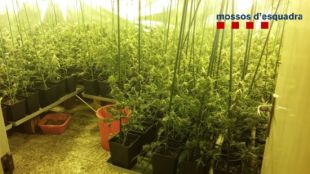 Localitzen més d'un miler de plantes de marihuana en tres habitatges de Palol d'Onyar