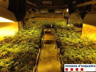 Detinguts tres homes a la Cerdanya per cultivar marihuana