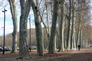 Invertiran 250.000 € a la Devesa de Girona per adequar-la i eliminar la zona d'aparcament 