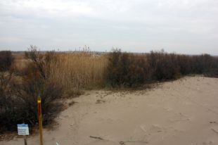 Els predadors fan disminuir la fauna als Aiguamolls de l'Empordà