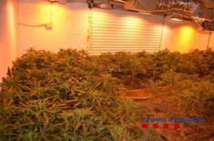 Detenen el propietari d'una plantació de marihuana a Sils i tres lladres que van intentar robar-la