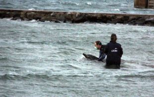 Apareix un dofí ferit a la platja del Port de la Selva