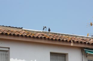 Salt caça 2.200 coloms en un any i mig 