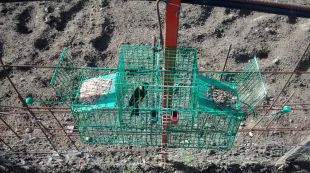 Agents Rurals actuen contra la captura il·legal de fringíl·lids a la Selva
